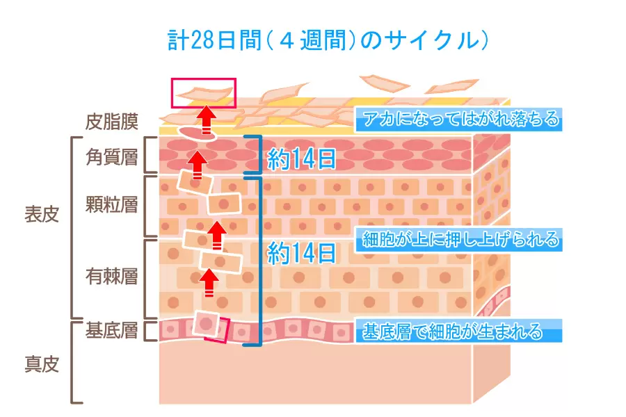 綿棒で角栓が除去できるって本当 あしたの美肌 専門家による美容コラム